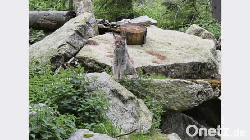 Ein wunderschöner Ort in der Region ist der Wildpark Mehlmeisel. Bild: exb