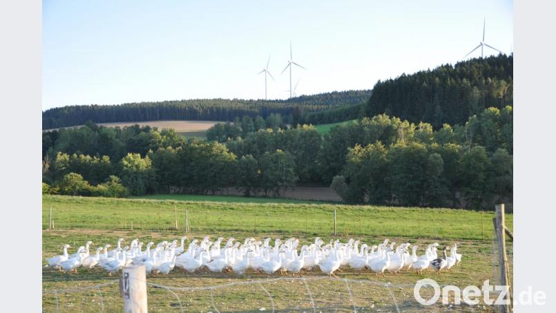 Ob diese Gänse in Reih und Glied schon ihr Schicksal ahnen werden. Mit ihrer Freiheit dürte es zur Kirchweih vorbei sein.. Bild: es