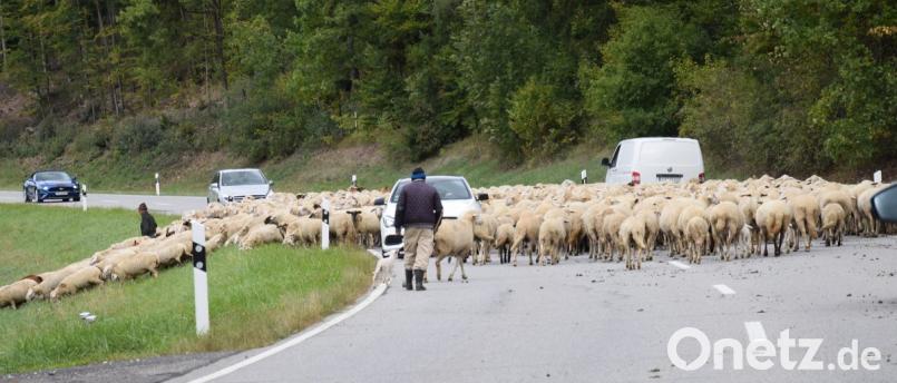 Auf dem Weg ins Winterquartier müssen die Schafherden auch Straßen überqueren. Die Autofahrer nehmen&#039;s mit Geduld. Bild: bö