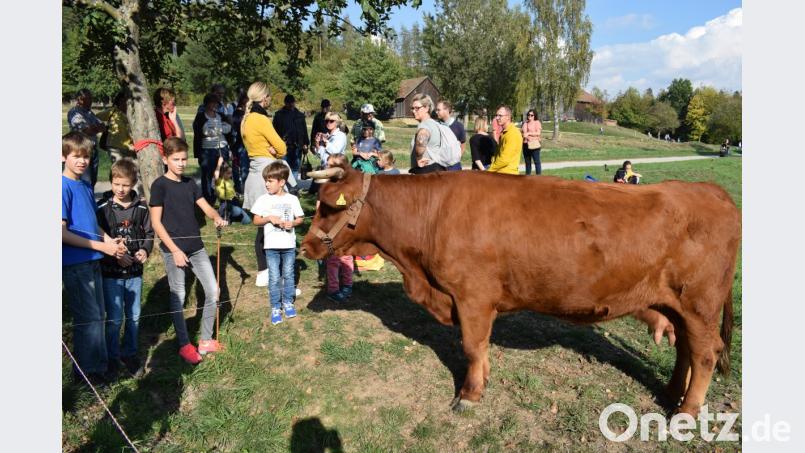 Wer ist hier neugieriger: Die Kinder oder das Rote Höhenvieh? Bild: bnr