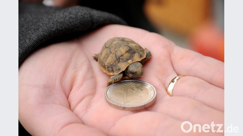 Kaum so groß wie ein Zwei-Euro-Stück ist der (oder doch die) kleine Ötzi inzwischen. In vier Wochen geht es auch für die apulische Landschildkröte in die natürliche Winterstarre. Bild: ge