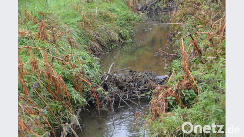 Es gibt große und kleine Staustufen im Leraubach zu bewundern. Was den Naturschützer Stolz macht, treibt den Landwirt zum Wahnsinn. Bild: dob