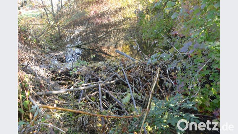 Mit ganz unterschiedlichen Architekturen macht sich der Biber an der Lerau zu schaffen. Bild: dob