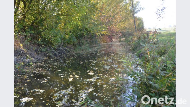 Infolge der Biberbauten stauen sich richtige kleine Teiche an der Lerau an. Bild: dob