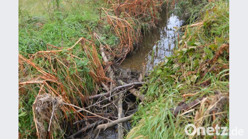 Am kleinen Leraubach zwischen Kößlmühle und Neumühle lebt sich der Biber aus und schafft mit den verschiedenen Bauten stattliche Werke. Was den Naturschützer Stolz macht, treibt den Landwirt zum Wahnsinn. Bild: dob