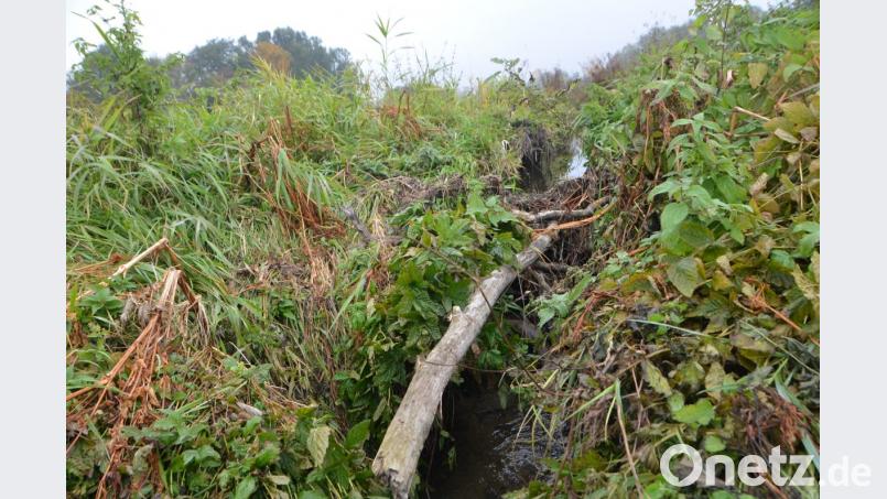 Da hat der kleine Nager stattliche Spuren hinterlassen. Was den Naturschützer Stolz macht, treibt den Landwirt zum Wahnsinn. Bild: dob