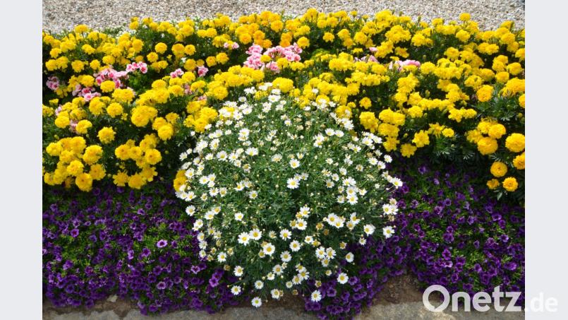 Eine Stadt blüht auf. Die Bürger wissen dieses Engagement durch die Stadt überaus zu schätzen und danken es bei den Bürgerversammlungen auch öffentlich. Bild: dob