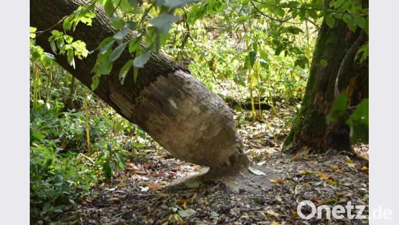 Bilderbuchmäßig wurde dieser stattliche Baum vom Biber gefällt. Bild: dob