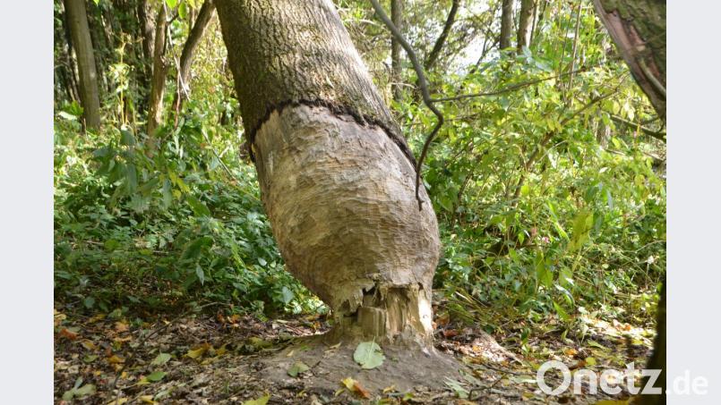 Da hat der Biber ganze Arbeit geleistet. Bild: dob