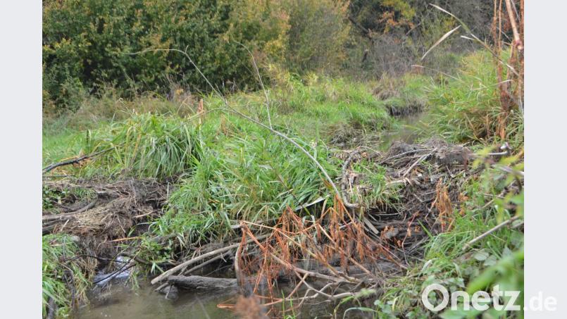 Kaum zu glauben, was dieses Tier schafft. Neben der Biberbehausung hat Monika Mages eine kleine Rinne freigeräumt, damit das Wasser wenigstens ein bisschen abfließen kann. Was den Naturschützer Stolz macht, treibt den Landwirt zum Wahnsinn. Bild: dob