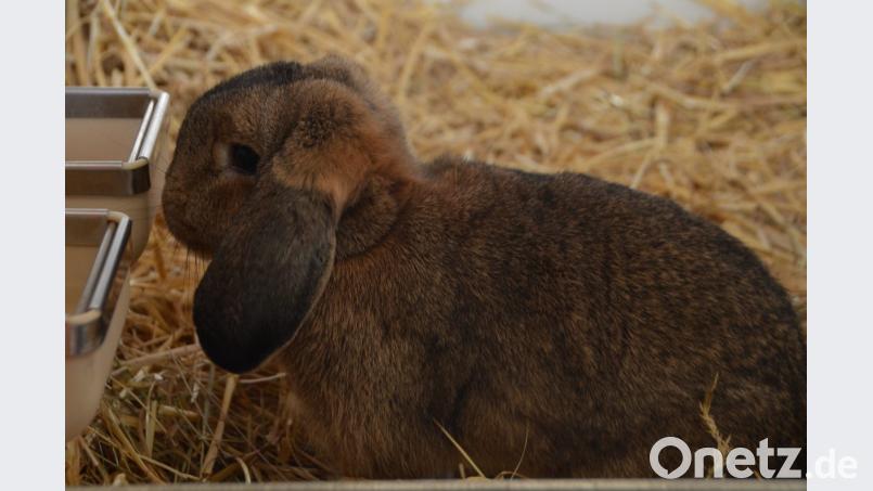 In Hans Schieders „Kaninchenwohnzimmer“ in Oberlind fühlen sich die süßen Fellknäuel wohl. Der Zuchtwart des Vohenstraußer Kleintierzuchtvereins hütet sie wie einen Augapfel. Und er empfiehlt in jedem Fall eine Schutzimpfung vor RHD2. Bild: dob