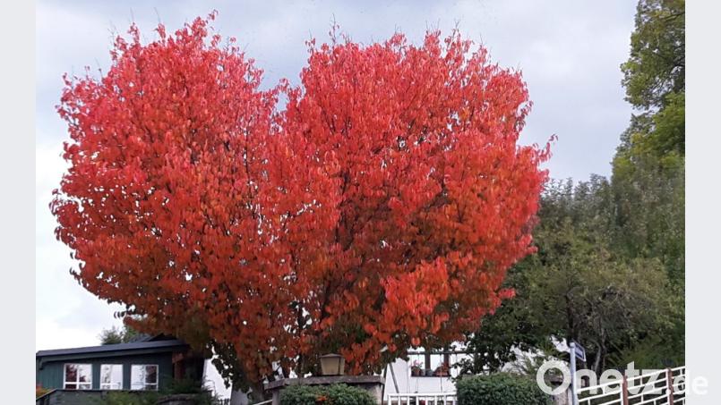Die Natur ist ein Künstler: Das trifft ganz bestimmt auf diesen Baum zu, der es in leuchtendem Rot und in Form eines Herzens unter Beweis stellt. Bild: mng