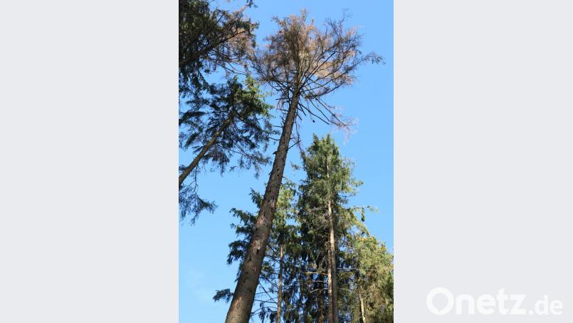 Ein roter Baumwipfel deutet an, dass es für diese Fichte längst zu spät ist. Jetzt geht es nur noch darum, die Brutstätte möglichst schnell wegzuräumen, um benachbarte Bäume zu schützen. Bild: Gerhard Götz