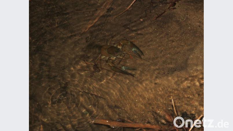 Dieser kleine Krebs bevorzugt nasse Wasserwege, die den Burgenweg kreuzen. Bild: bl