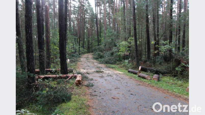 „Fabienne“ tobte vor knapp zwei Wochen besonders in den Wäldern um Grafenwöhr. Alle Schäden sind noch nicht beseitigt, die Waldwege haben Arbeiter allerdings schon frei geräumt. Bild: sne