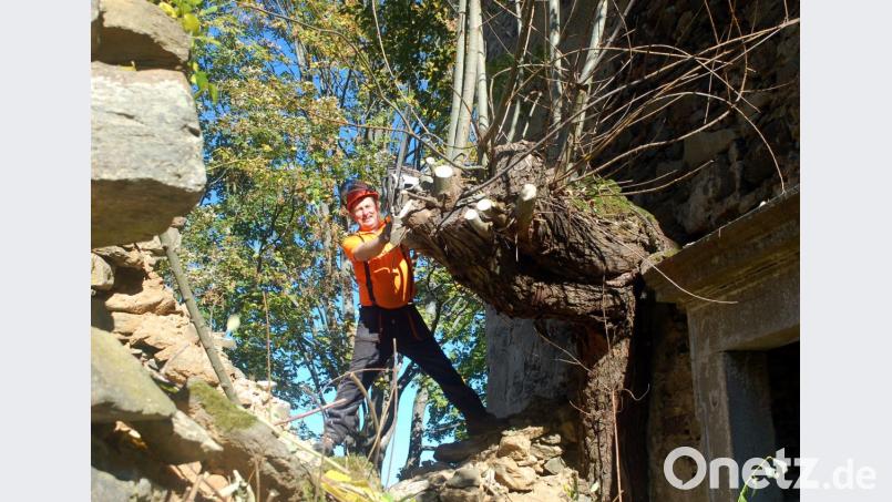 Josef Schmidt, besser bekannt als "Heinerluckn-Sepp", wagte sich mit seiner Motorsäge hoch hinaus ins Gemäuer der Kirchenruine. Bild: fjo