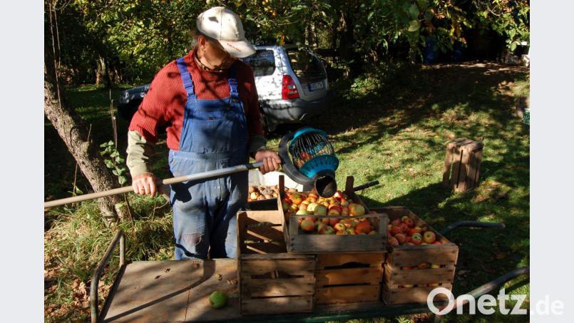 Mit den richtigen Gerätschaften kann man sich die Arbeit im Obstgarten erleichtern: Franz Gerl nutzt dazu zum Beispiel den Rollsammler. Bild: exb