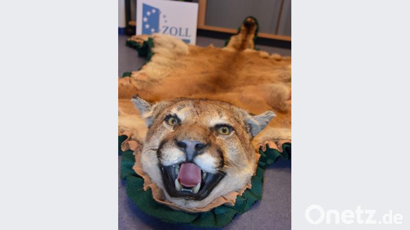 Gestorben, um als Bettvorleger zu enden. Den Puma entdeckte das Zollamt in einem Paket aus den USA Bild: pzfm
