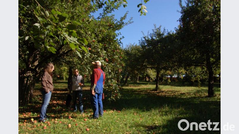 Bei der Apfelernte auf seiner Obstwiese hat Franz Gerl Helfer. Bild: exb