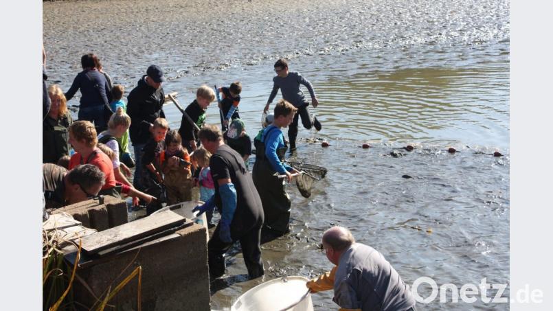 Abfischen für Kinder auf dem Gowerhof in Rothenbürg bei Tirschenreuth. Bild: exb