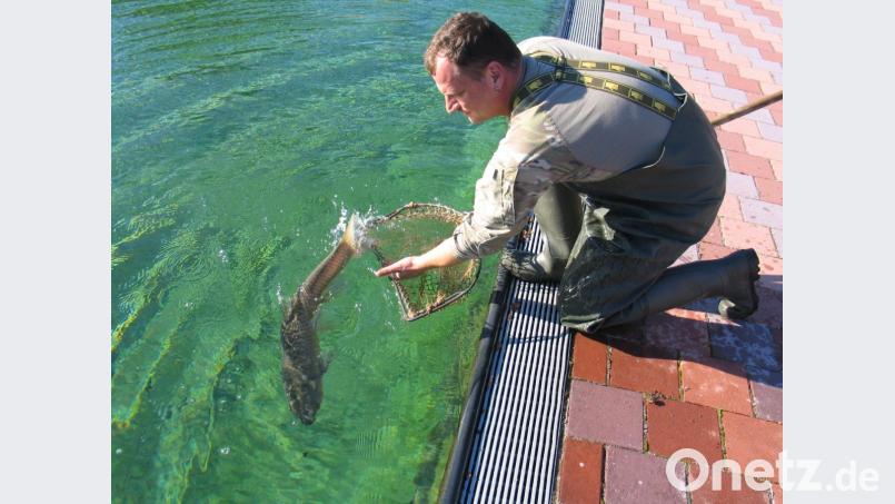 Bademeister Kai Wolf setzt im Becken des Naturerlebnisbades zehn Graskarpfen aus. Bild: bkr