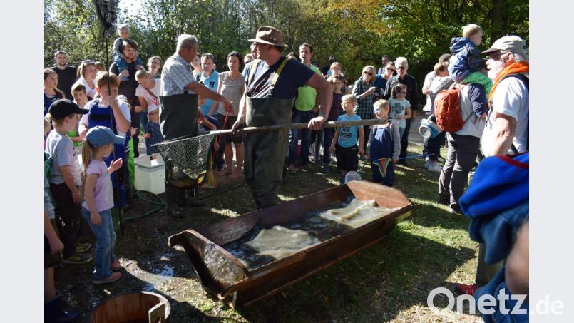 Die gefangenen Fische wurde gezählt, gewogen und sortiert, ehe sie in den Überwinterungsteich umgesetzt wurden. Bild: bnr