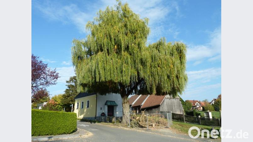 Die Trauerweide bei der Bleichangerkapelle verlor beim Sturm „Fabienne“ einen starken Ast, dessen Holz noch hinter der Bauzaun-Absperrung lagert. Der Bauausschuss stimmte der Fällung zu. Bild: Portner