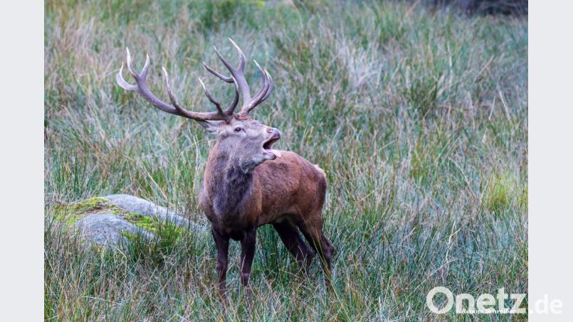 Ein röhrender Hirsch im Steinwald. Bild: Regina Schreiber