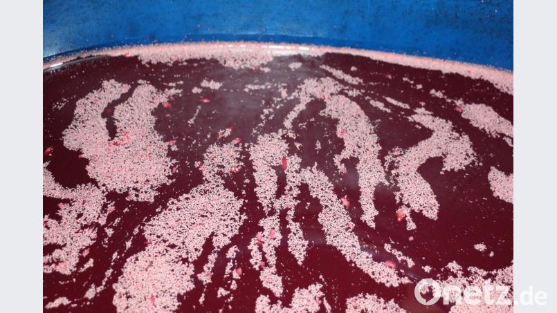 Blick in ein Faß mit Sauerkirschmaische. Bild: rpp