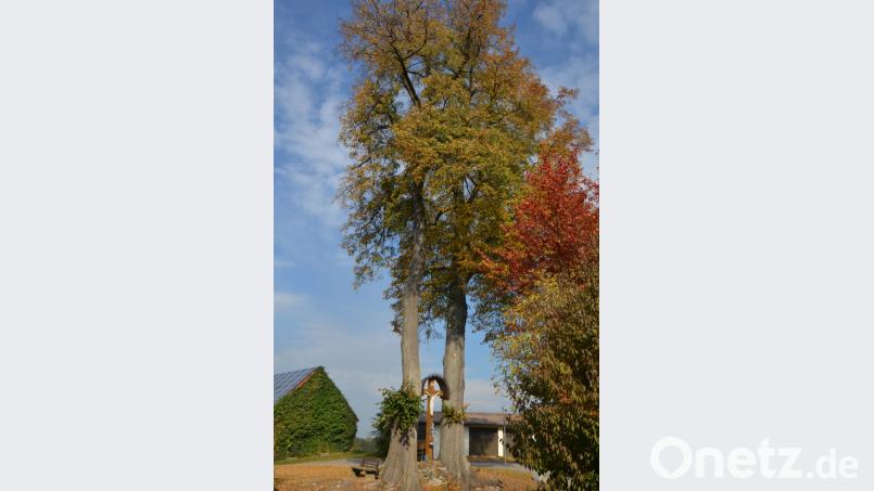 Der alte Lindenbaum am Dorfkreuz in Oberlind ist ein Naturdenkmal und kann nciht einfach abgesägt werden. Die Untere Naturschutzbehörde wäre gefordert. Trotz mehrmaliger Aufforderungen rührt sich nichts, obwohl von dem Baum Gefahr ausgeht. Bild: dob