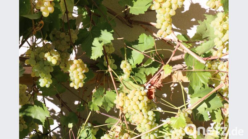 Idyllisch wächst der Wein an der Fassade der Brennerei. Bild: rpp