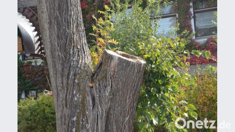 Nicht zu übersehen. Die Linde am Dorfkreuz in Oberlind ist krank. Ob da eine Blechplatte noch helfen kann, die Franz Kellner bei der Bürgerversammlung forderte, damit keine Feuchtigkeit eindringen kann, bleibt dahingestellt. Bild: dob