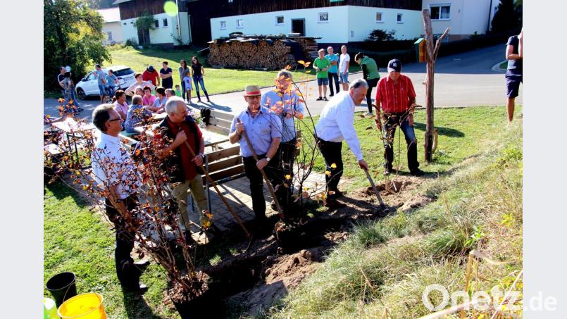 Landrat Richard Reisinger legt selbst Hand an bei Pflanzung. Unterstützung bekommt er von Heinz Faderl (rechts), Kreisfachberater Arthur Wiesmet (vom Laub verdeckt), Bürgermeister Winfried Franz, 3. Bürgermeister Herbert Pilhofer und 2. Bürgermeister Wolfgang Rattai (von rechts). Bild: ds