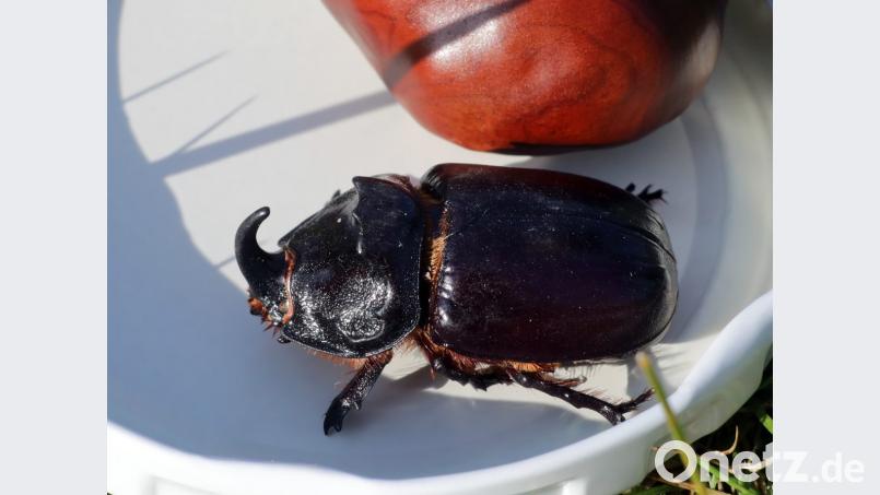Unverkennbar ein Nashornkäfer, zum Größenvergleich vor einer Kastanie. Bild: Wolfgang Steinbacher