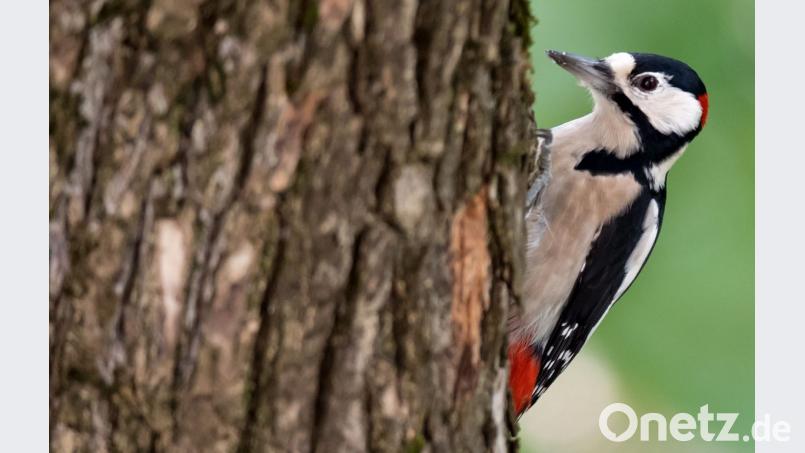 Im Manteler Wald tackern Spechte munter vor sich hin. Bild: Sven Hoppe/dpa