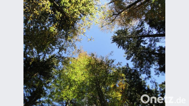 Auf die Sinne konzentriert man sich beim Wandern durch den Wald beim Waldkurort Lackenhäuser. Bild: esa