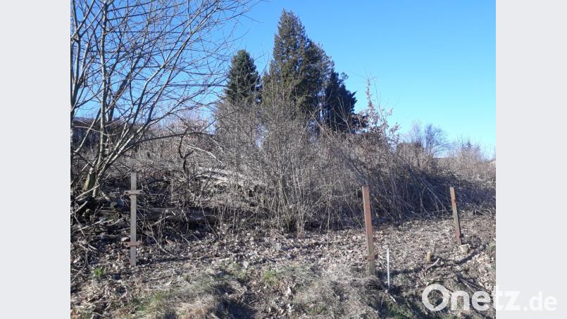 Noch undurchdringlicher hat der Garten früher ausgesehen; das Foto zeigt schon die ersten Arbeiten auf dem Grundstück. Bild: exb