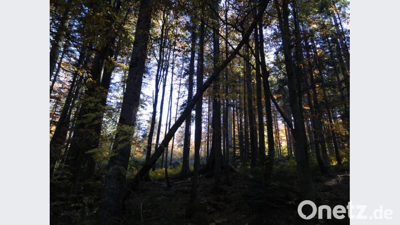 Impressionen aus dem Bayerischen Wald Bild: esa