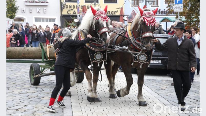 Kaltblutpferde zogen den Kirwabaum vom Marktplatz nach Fronberg. Sie waren eigens aus der Kötztinger Gegend herangeschafft worden. Bild: Hirsch