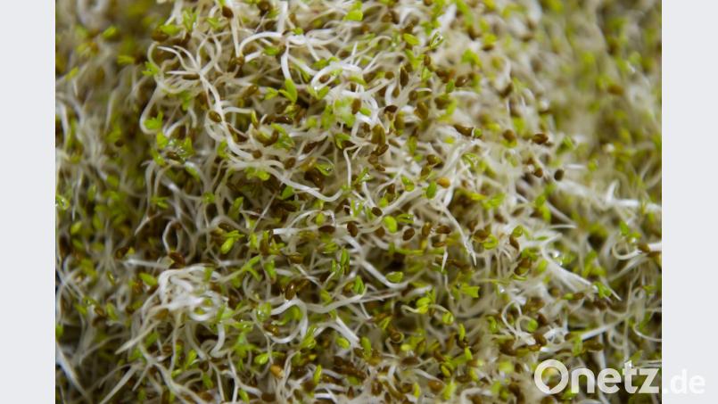 Wegen der Gefahr blutiger Durchfallerkrankungen ruft die Wormser Firma Healthy Powerfood Sprossen etwa für Salate zurück. Bild: Tobias Kleinschmidt/dpa