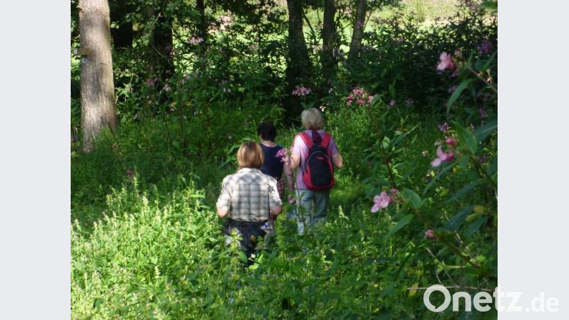 Das Springkraut mag feuchten Untergrund. Die rosafarbenen Blüten sind durchaus reizvol,. Die Pflanze verdrängt aber heimische Arten. Bild: ihl