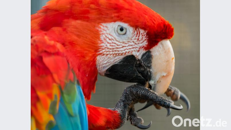 Ein ganz besonderer Vogel und Star der Ausstellung in Lengenfeld: der Rote Ara. Bild: e