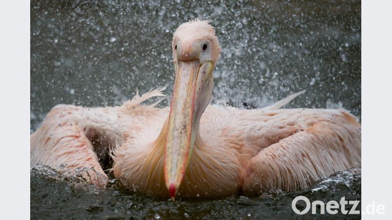 Ein Rosapelikan planscht im Tierpark Hagenbeck in seinem Gehege. Foto: Daniel Reinhardt/Archiv Bild: Daniel Reinhardt
