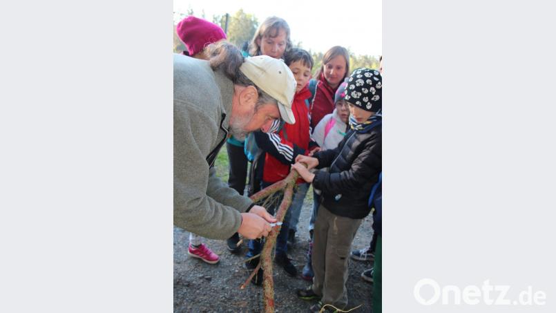 Wo versteckt sich der Borkenkäfer? Bild: grm