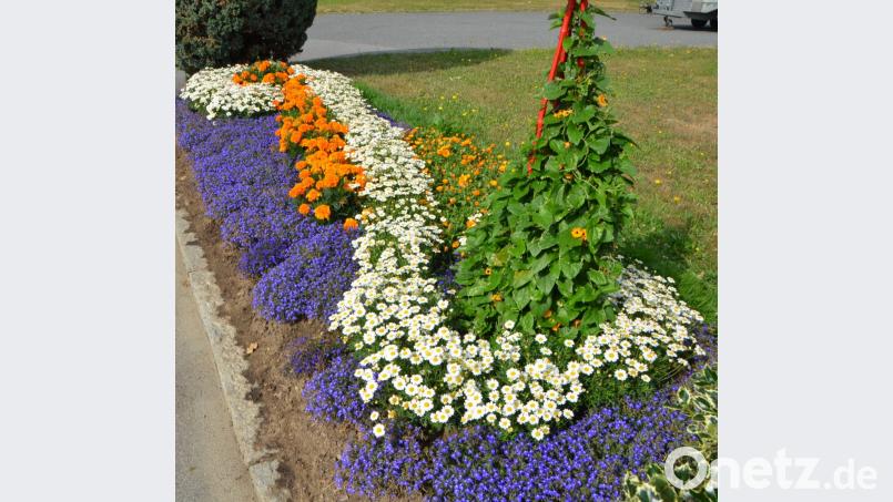 An den verschiedensten Ecken blüht und grünt es in der Stadt, seit Sabine Dworzak dafür verantwortlich ist. Bild: dob