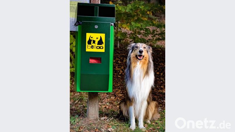 Collie Chief neben einer der neu errichteten Hundetoiletten in Freudenberg. Bild: gef