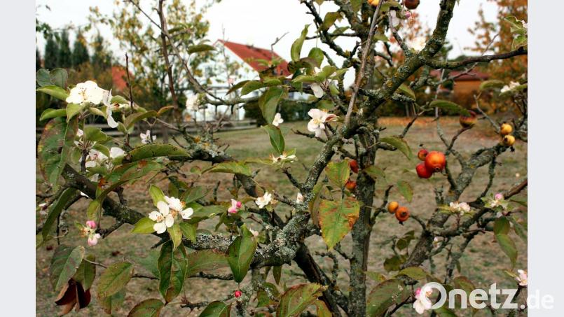 Ungewöhnliche Erscheinung: Ein Apfelbaum, der zugleich Früchte und Blüten trägt. Bild: zer