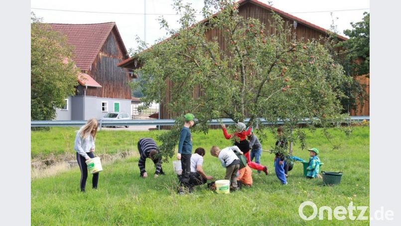 Fleißig ernteten die Kinder Äpfel auf einer Streuobstwiese in Trefnitz. Bild: ema