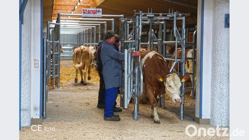 „Anbindelos“ nennt sich das neue System, wie sich die Rinder zur Auktion hin bewegen – und den Versteigerungsring auch wieder verlassen. Bild: exb