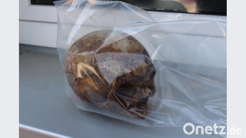 Dieser Schädel, der beim Abriss einer Garage in Amberg gefunden wurde, kann einem erwachsenen Mann zugeordnet werden. Er weist keine Spuren von Verletzungen auf. Bild: Kriminalpolizei Amberg